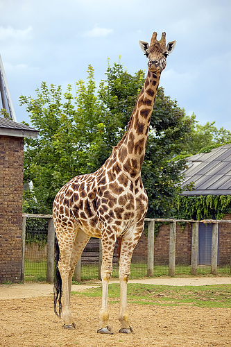 london-zoo london zoo